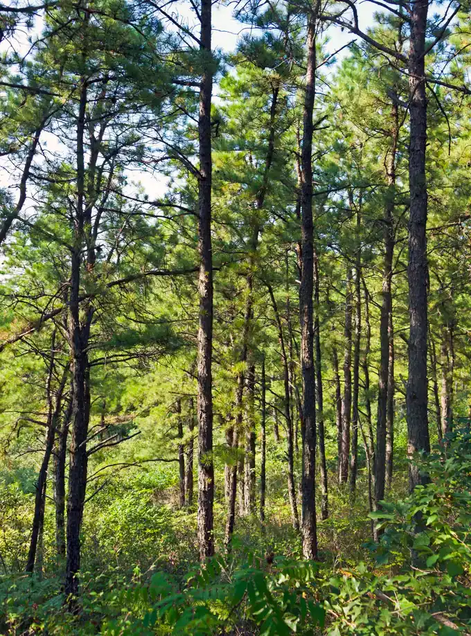 Lisi Pines